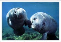 manatees