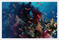 great  Mayan reef