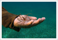 sea spider